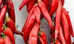 Cayenne Pepper (Capsicum annuum)