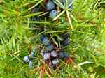 Juniper