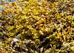 Kelp (Laminariales Phaeophyceae)