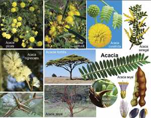 Acacia tree (Acacia senegal, Acacia seyal)