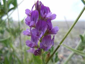 Alfalfa (Medicago sativa)