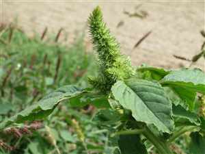 Amaranth (Amaranthus retroflexus)