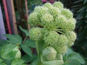 Angelica, (Angelica archangelica), Goutweed, Masterwort, Wild Parsnip