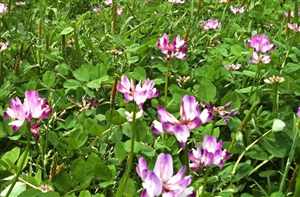 Astragalus (Astragalus propinquus, Astragalus membranaceus), Milk Vetch