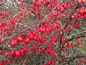 Barberry (Berberis vulgaris)