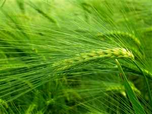 Barley grass (Hordeum murinum subsp., leporinum)