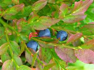 Bilberry (Vaccinium myrtillus)