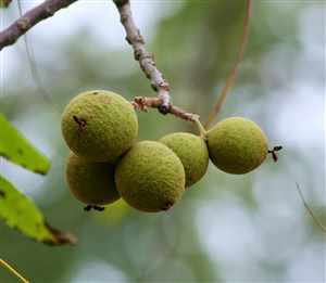 Black walnut (Juglans Nigra)
