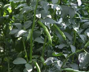 Broad bean (Vicia faba), Fava Bean, Velvet Bean