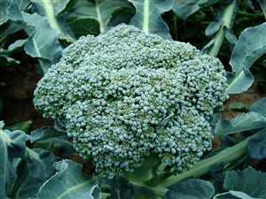 Broccoli (Brassica oleracea)