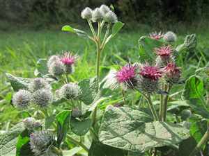 Burdock-growing