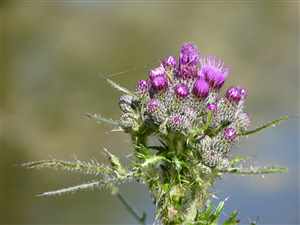 Burdock