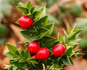 Butcher's Broom (Ruscus aculeatus)