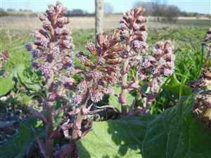 Butterbur (Petasites hybridus, Petasitidis hybridus, Petasites officinalis, Tussilago hybrida)