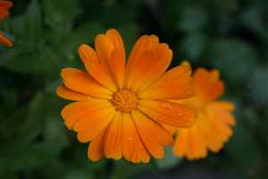 Calendula