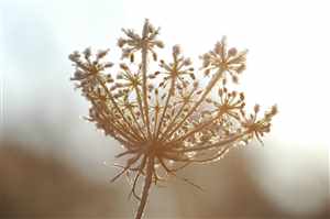 Caraway