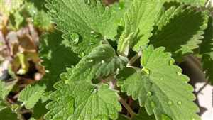 Catnip (Nepeta cataria), Catswort, Catmint