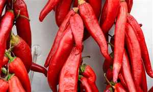 Cayenne Pepper (Capsicum annuum)