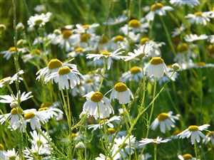 Chamomile (Matricaria recutita, Chamaemelum nobilis)