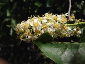 Chokecherry (Prunus virginiana)