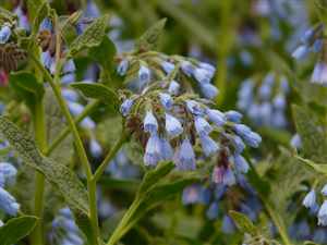 Comfrey-flowers