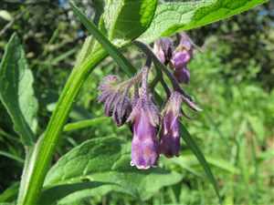 Comfrey (Symphytum officinale)