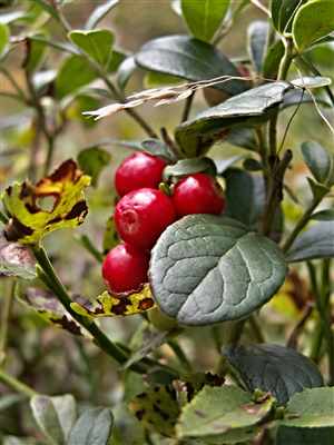Cranberry-berries