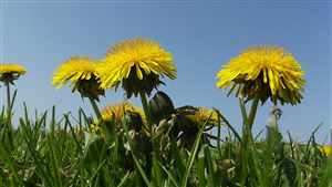 Dandelion (Taraxacum officinale), Lion’s tooth, Puffball, Blowball, Monk’s head