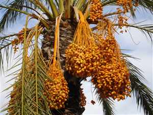 Dates (Phoenix dactylifera)