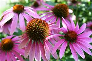 Echinacea