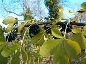 Eleuthero (Eleutherococcus senticosus), Siberian Ginseng, Ci-wu-jia, Wu Jia Shen Jing