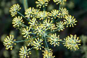 Fennel (Foeniculum vulgare)