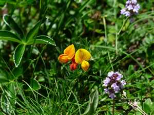 Fenugreek (Trigonella foenum-graecum)