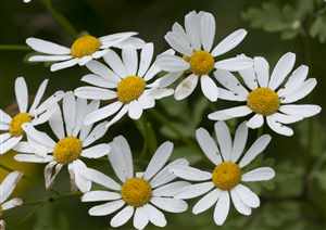 Feverfew (Tanacetum parthenium, Chrysanthemum parthenium, Pyrethrum parthenium), Bachelor’s buttons