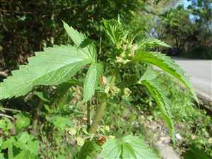 Figwort (Scrophularia), Xuan shen