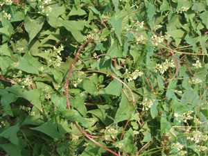 Fo-ti (Fallopia multiflora, Polygonum multiflorum), He Shou Wu