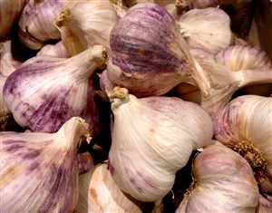 Garlic (Allium sativum)