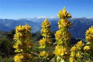 Gentian (Gentiana lutea), Wild gentian, Yellow gentian