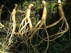 Ginseng