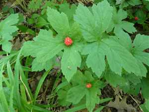 Goldenseal-fruit