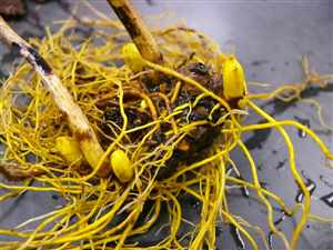 Goldenseal-root
