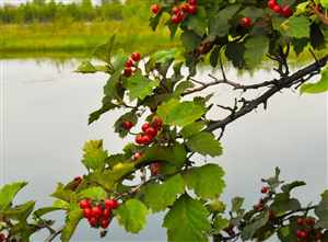 Hawthorn (Crataegus)