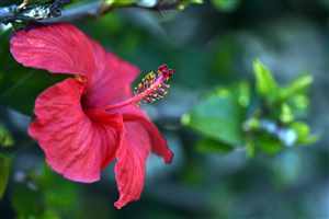 Hibiscus