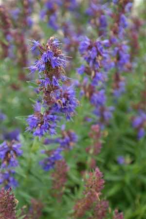 Hyssop