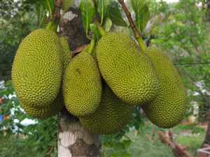 Jackfruit (Artocarpus heterophyllus)