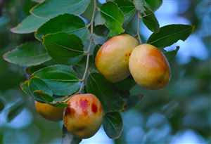 Jujube (Ziziphus zizyphus)