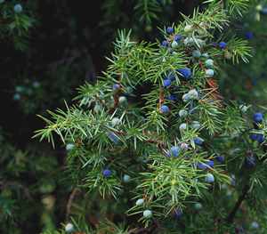 Juniper-tree