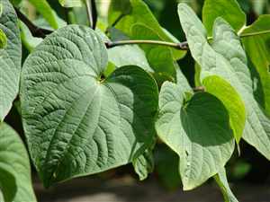 Kava-kava (Piper methysticum)