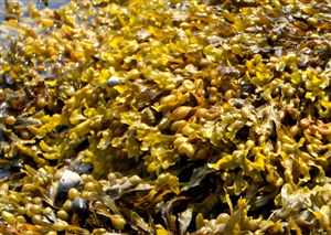 Kelp (Laminariales Phaeophyceae)