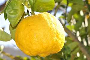 Lemon (Citrus limon)